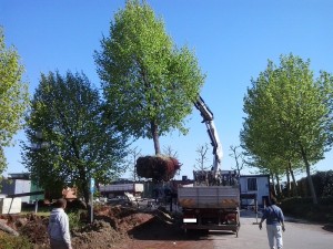 Trapianto piante esemplari Bologna  